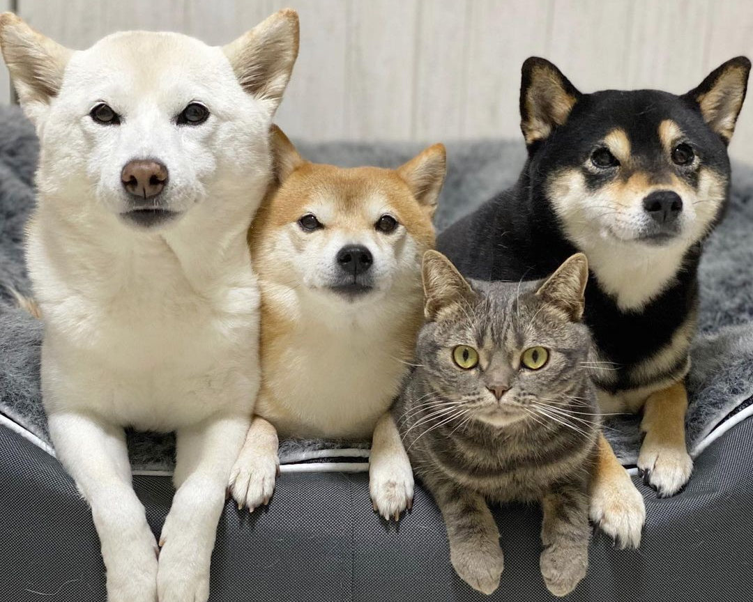 ¿Qué tamaño de cama para mascota debes elegir?