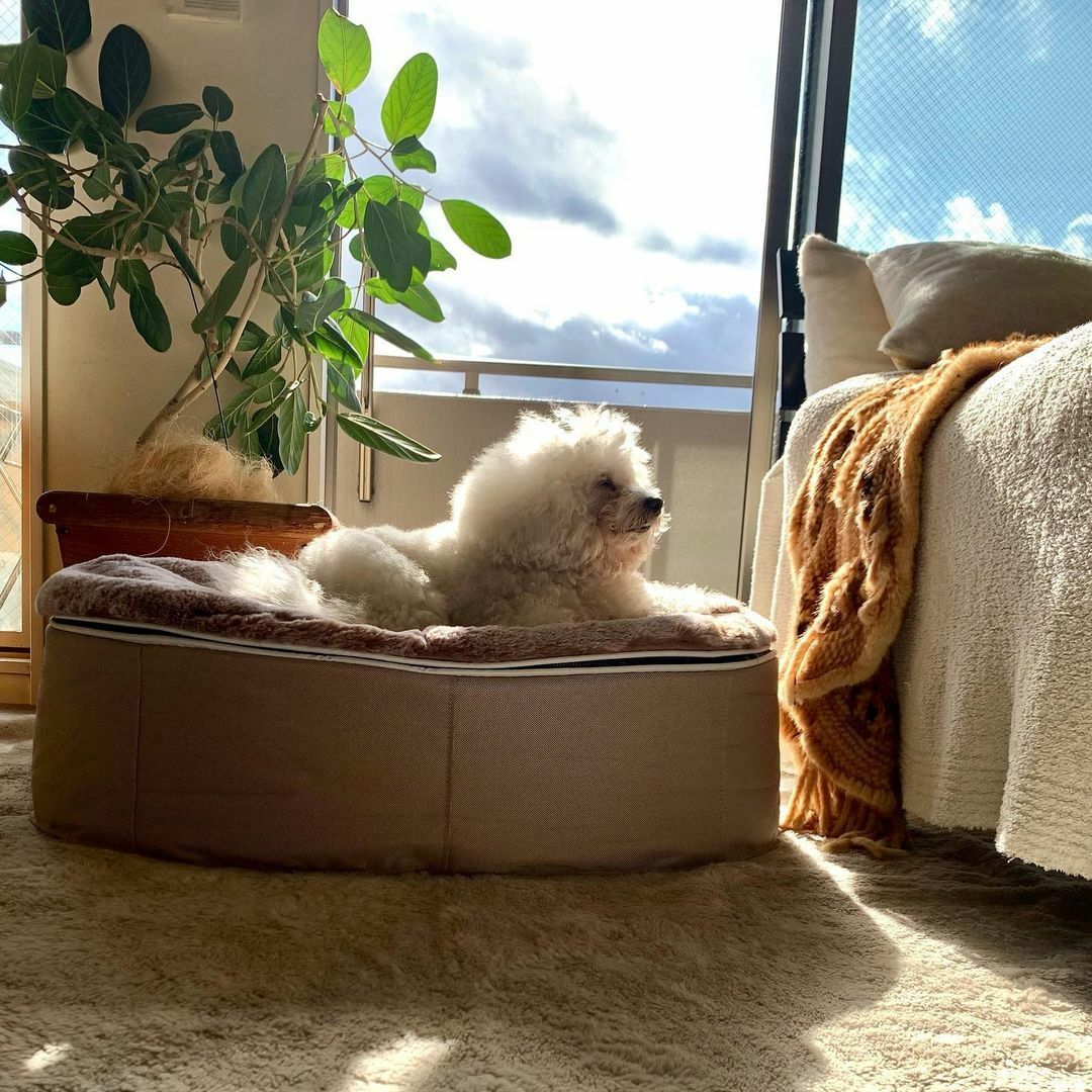 ¿Dónde debe ir la cama de mi perro? 5 tips para encontrar el lugar perfecto