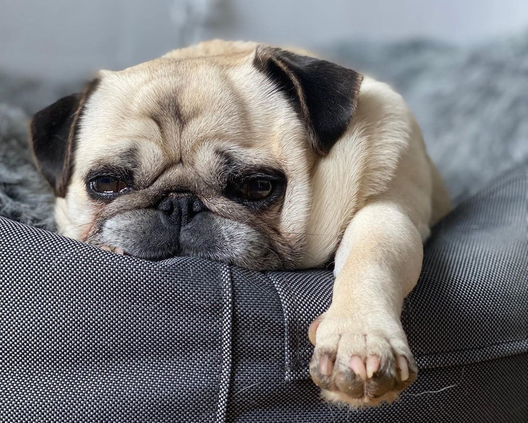 Cómo elegir una cama para un perro pequeño