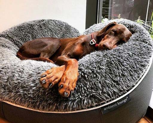 Wuf! Mi cama es un nube