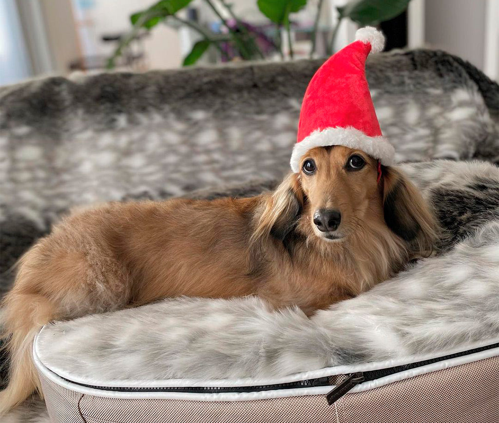 El Regalo Perfecto para tu Regalón, Comodidad y Estilo en un Solo Lugar