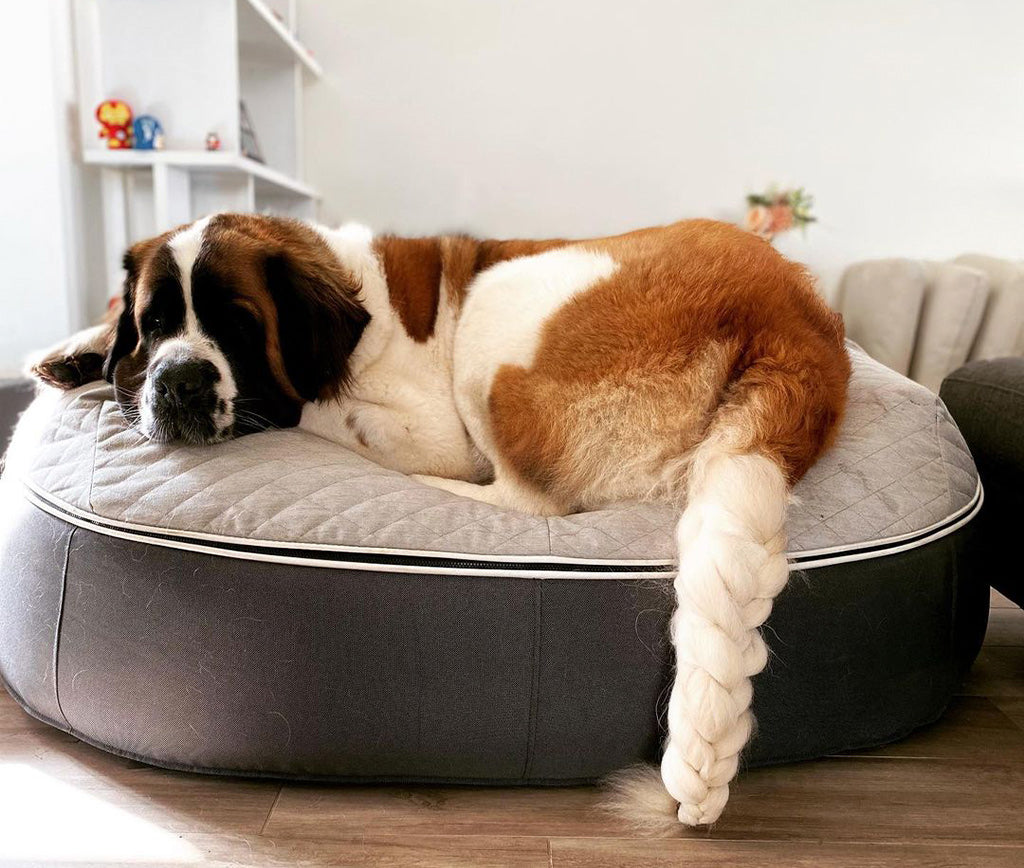 Cómo crear un espacio acogedor para tu perro en casa