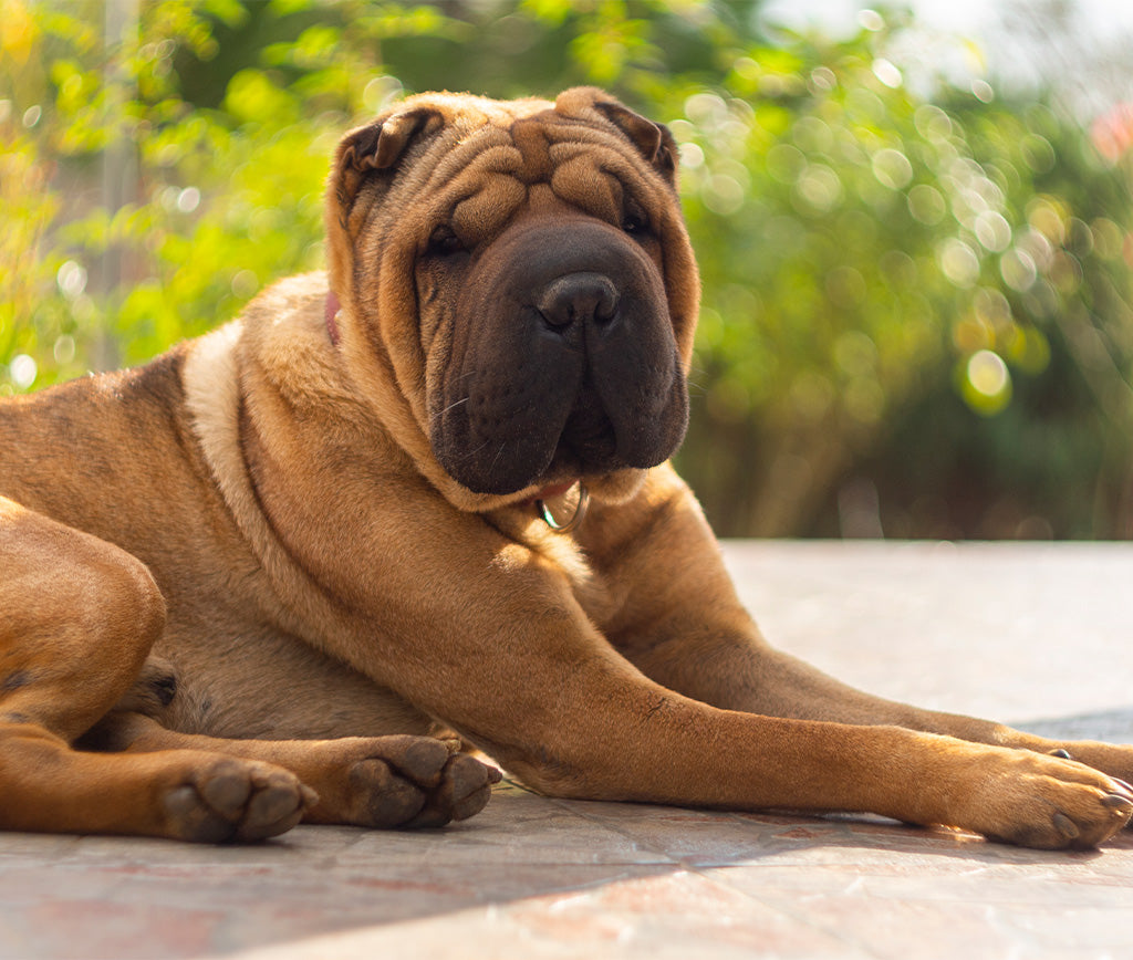 Consejos para el Confort de tu Mejor Amigo de Cuatro Patas: Shar-Pei Edition