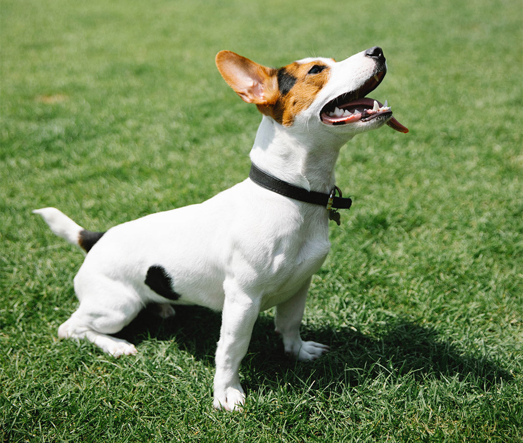 Un Viaje al Mundo del Confort Canino: Cuidados y Comodidades para tu Jack Russell
