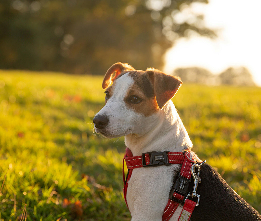 Comodidad y Cuidados para Tu Amigo Parson Russell Terrier: Consejos Prácticos para una Vida Saludable