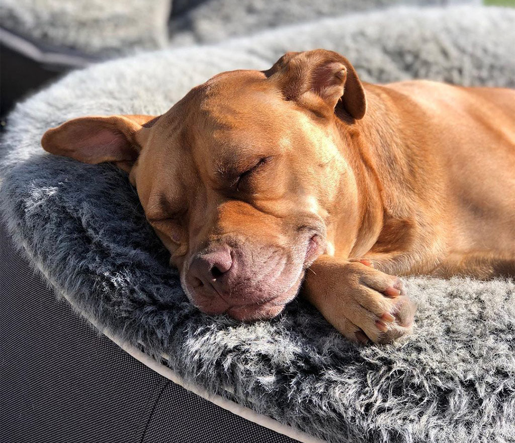 Beneficios de una cama elevada para tu peludo