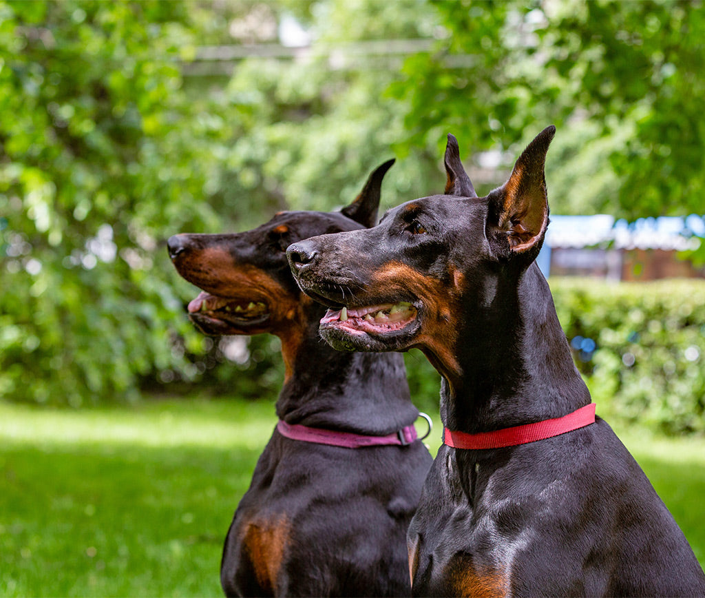 Doberman Feliz, Hogar Feliz: Descubre los Secretos de Cuidado y Confort