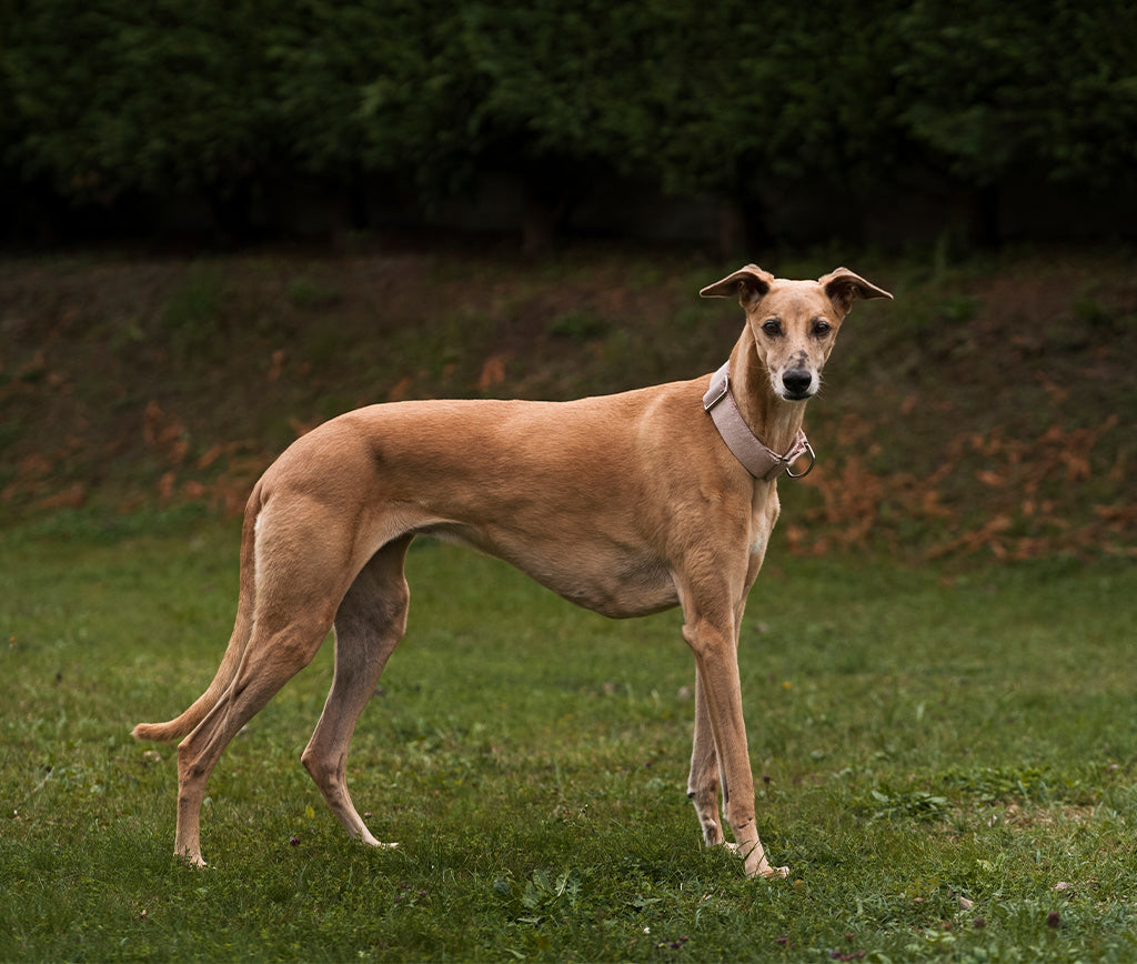 El Elegante Cuidado de los Whippets: Mimando a tu Compañero Veloz