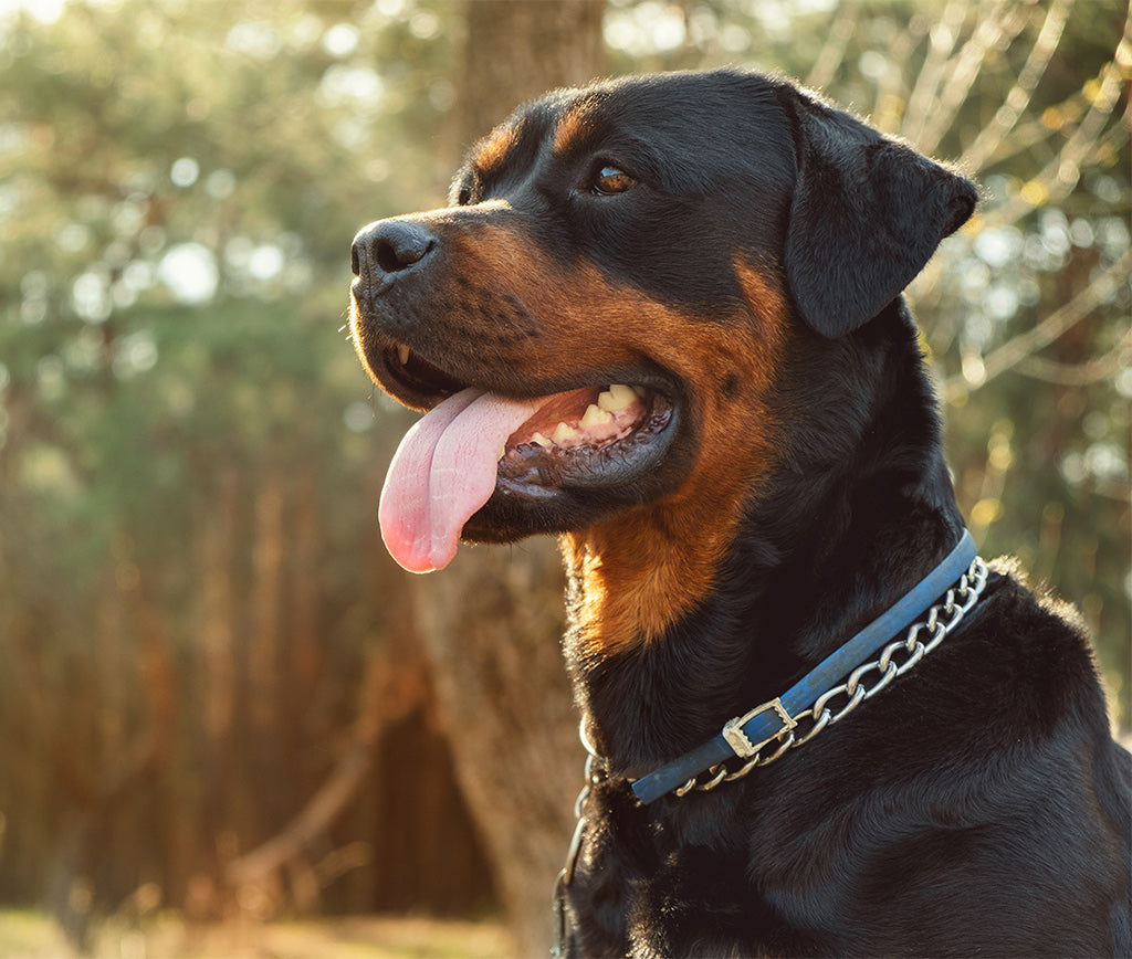 Rottweiler