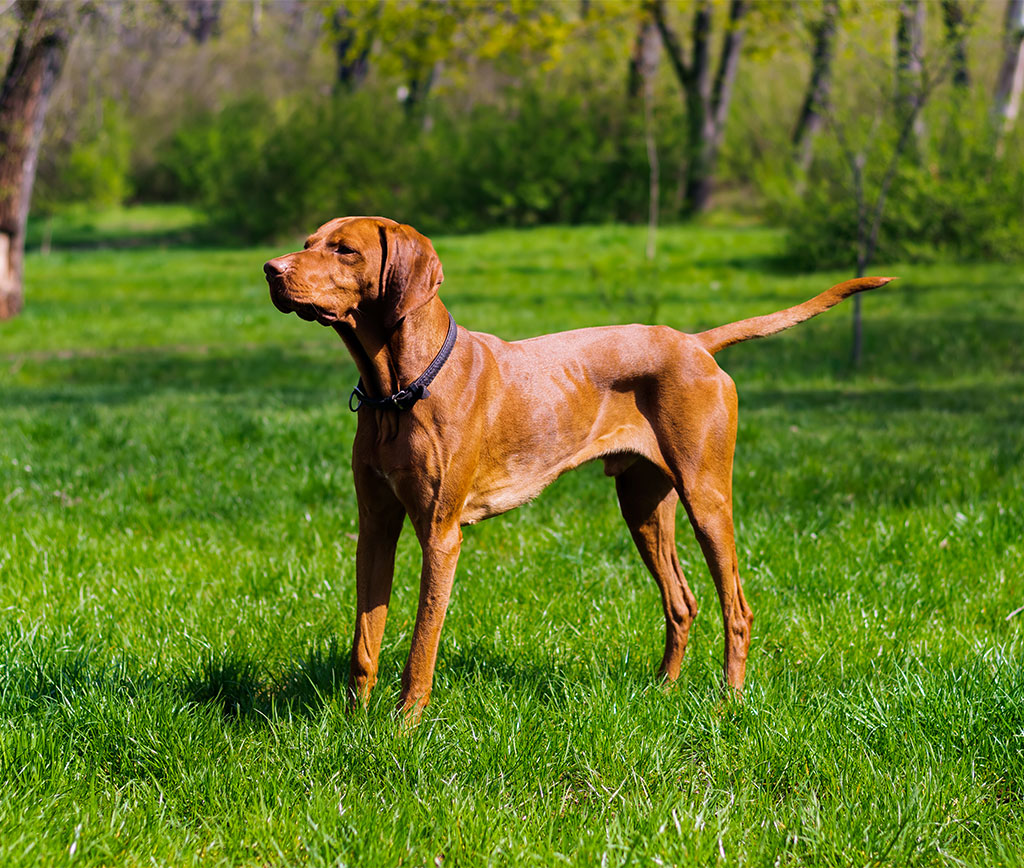 La Guía Definitiva para Cuidar a tu Vizsla: Comodidad y Felicidad en una Sola Raza