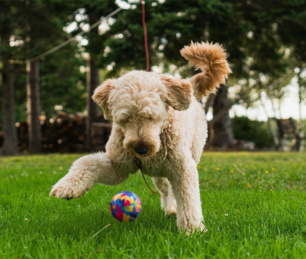 Consejos para Cuidados y Comodidad de tu Amigo Mini Golden Doodle