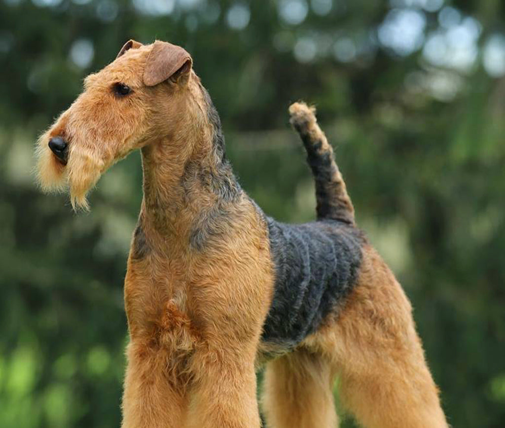 El Arte de Mimarte: Cuidados y Comodidad para tu Airedale Terrier