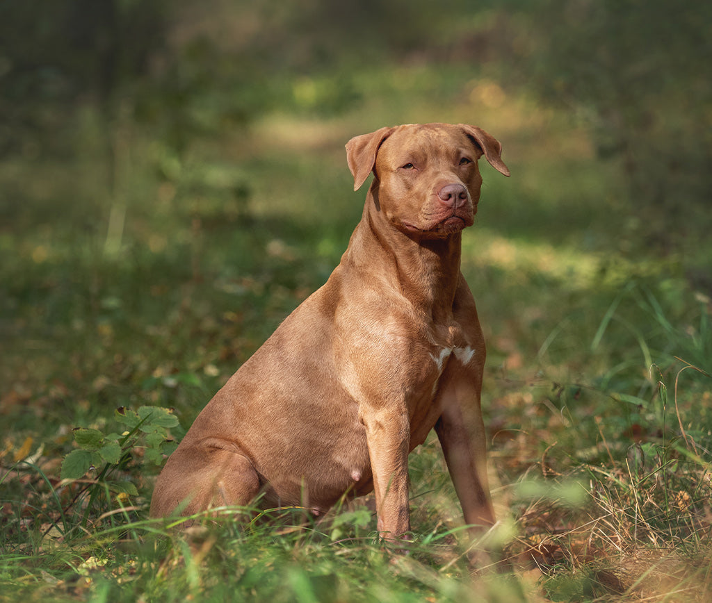 ¡Consejos para tu Pitbull!