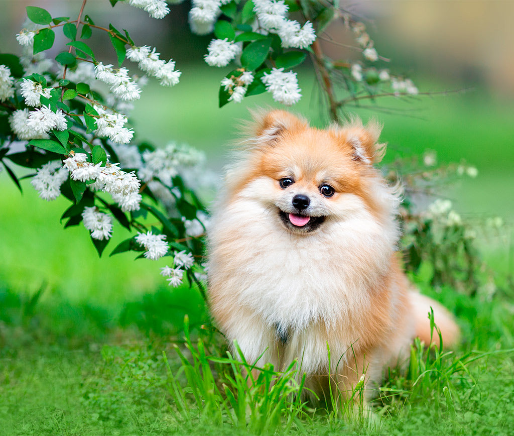 Secretos de Estilo y Bienestar para tu Pomerania: Consejos para un Cuidado Exquisito