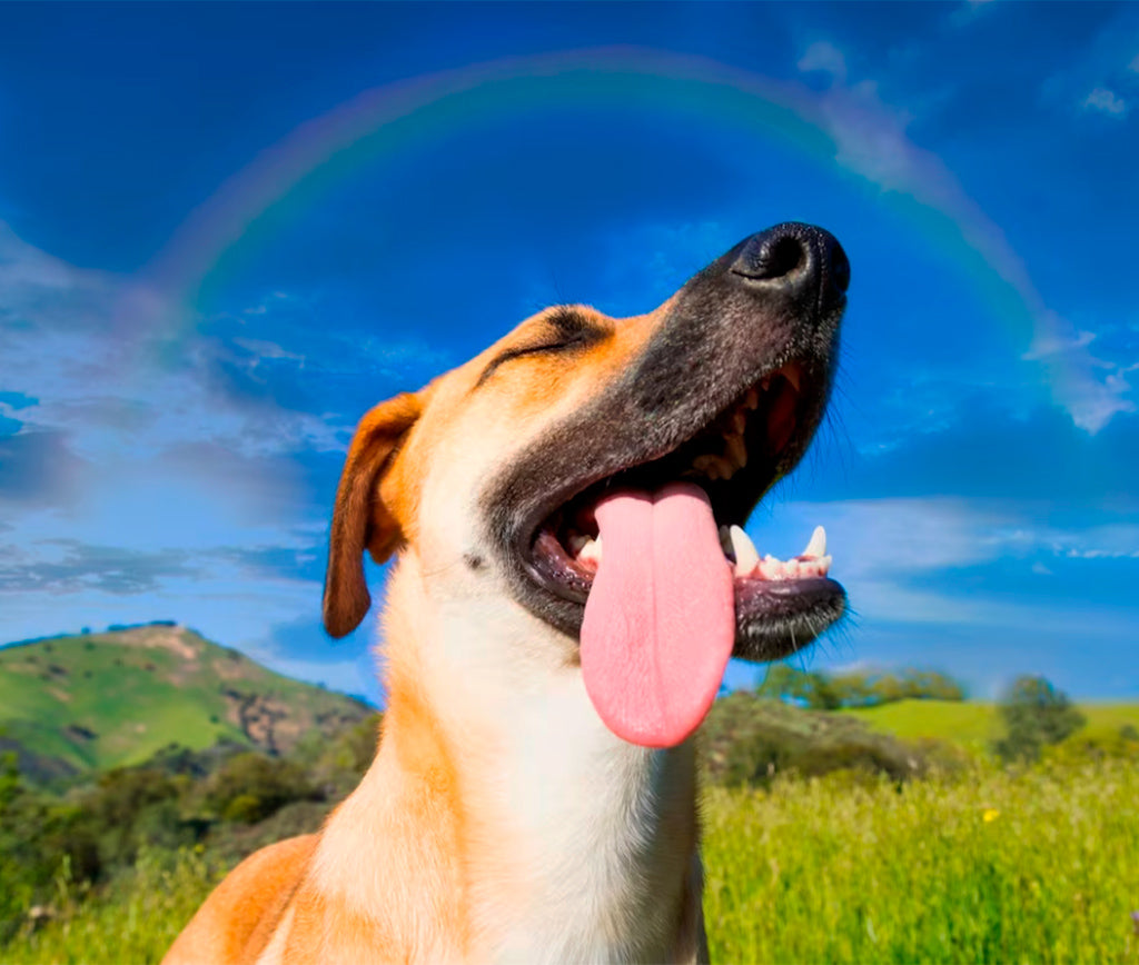 ¡Refresca a tu mejor amigo! Prepara la cama perfecta para tu perro en días calurosos