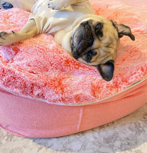 ¿CUÁL ES LA MEJOR CAMA PARA PERROS?