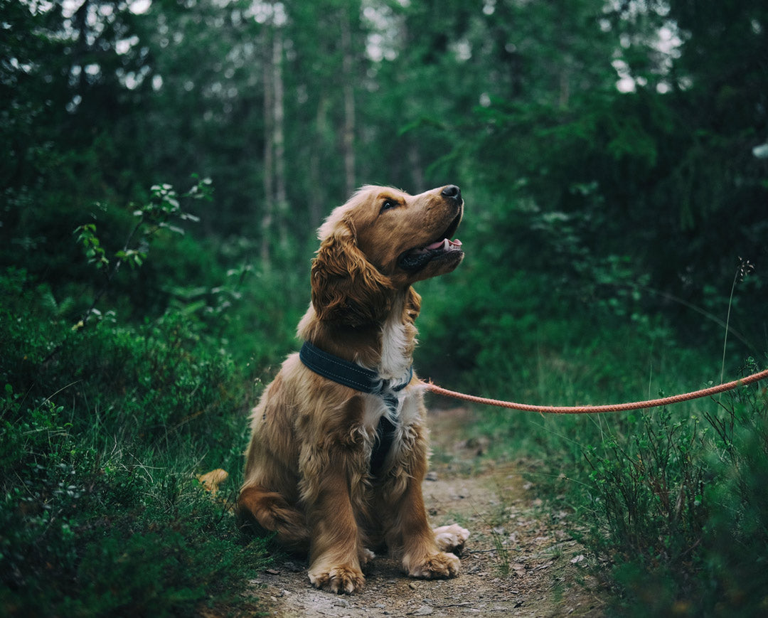 Cocker Spaniel