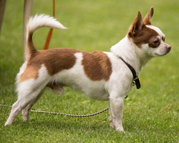 Chihuahua: Raza pequeña, corazón de gigante