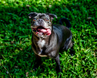 Espacio outdoor para tu perro