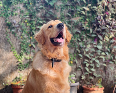 Perro grande, sueño gigante