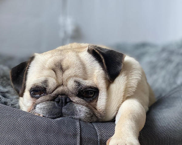 Los mejores cuidados para perros pug