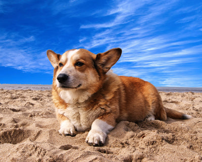 Consejos para cuidar a tu perro de las altas temperaturas