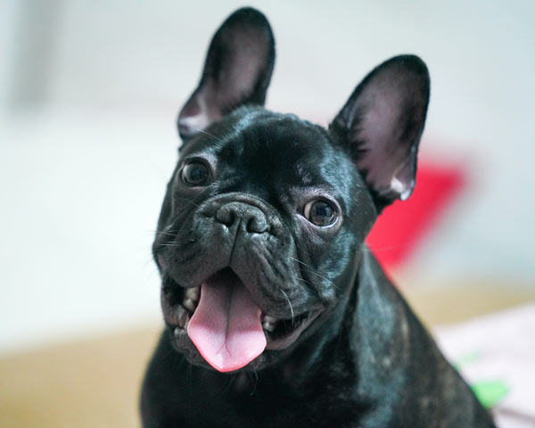 ¿También amas a los bulldog francés?