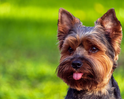 Es una gran vida de Yorkie