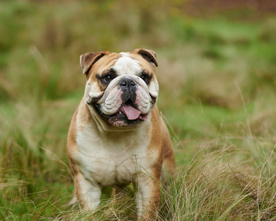 Bulldog Inglés, un compañero fiel