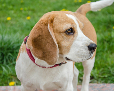 Beagle