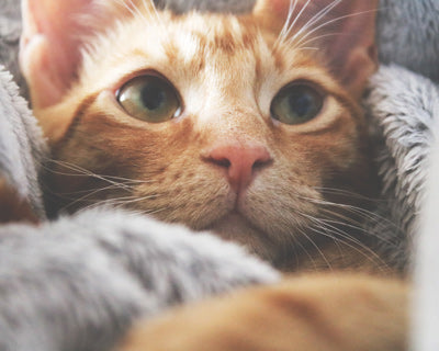 Cómo elegir la mejor cama para tu gatito