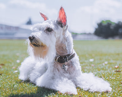 Schnauzer miniatura, pequeño valiente