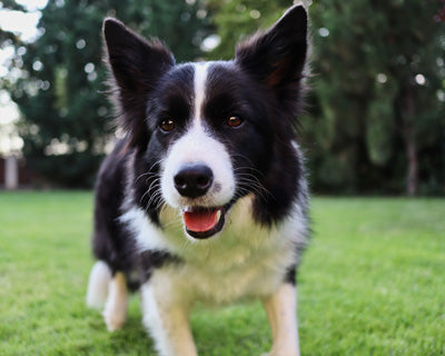 Border Collie