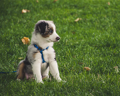 ¿Primera vez que tu mejor amigo es un perro?