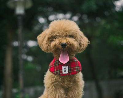 Poodle toy