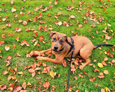 American Staffordshire Terrier