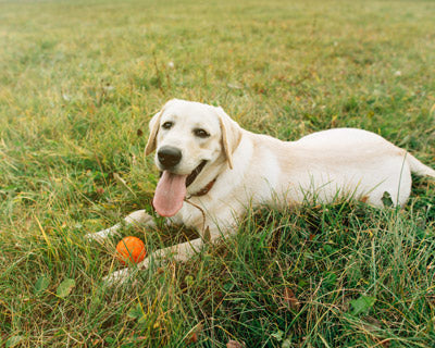 Labrador Retriever