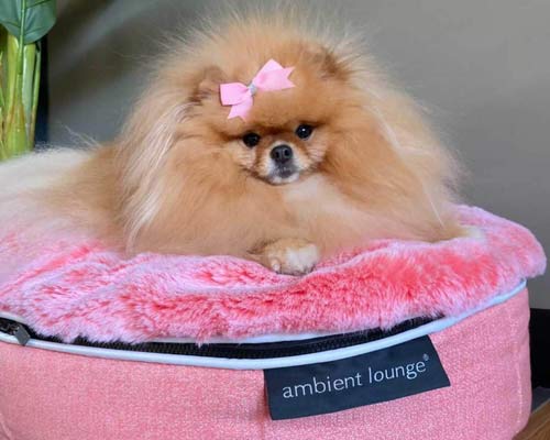Pink Limited Edition: El estilo y comodidad que tu mascota merece