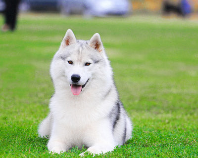 Husky Siberiano