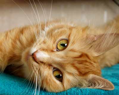 El descanso que tu gato merece