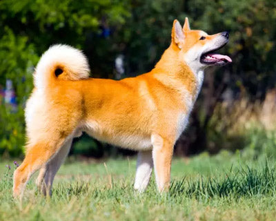 Akita Inu