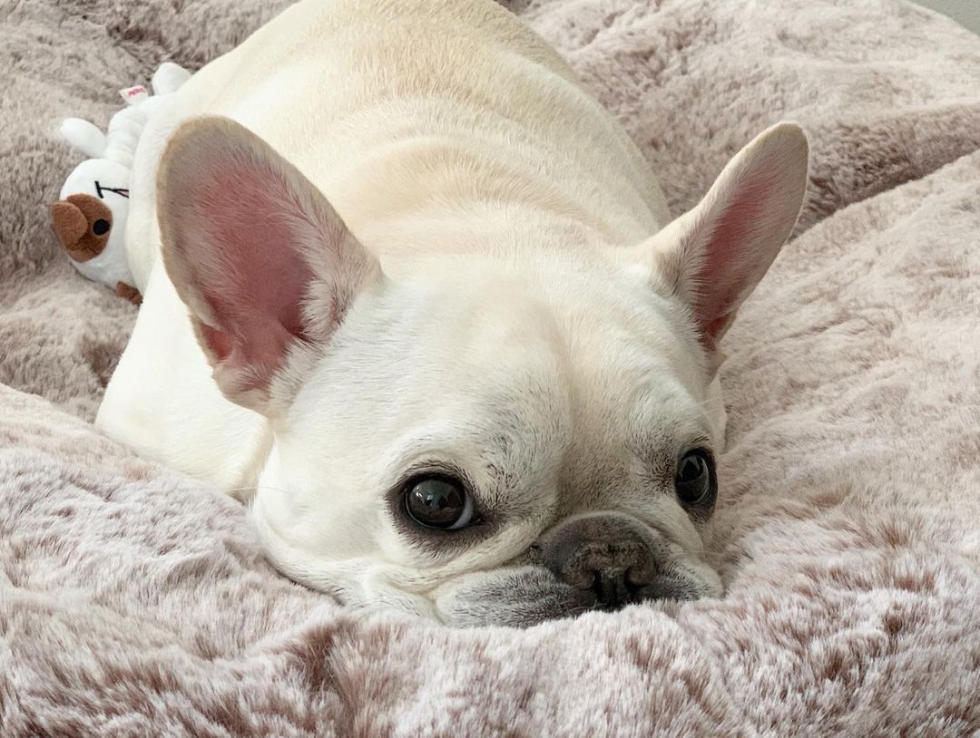 Cubierta Deluxe para Cama de Mascota Pequeña (Cappuccino)
