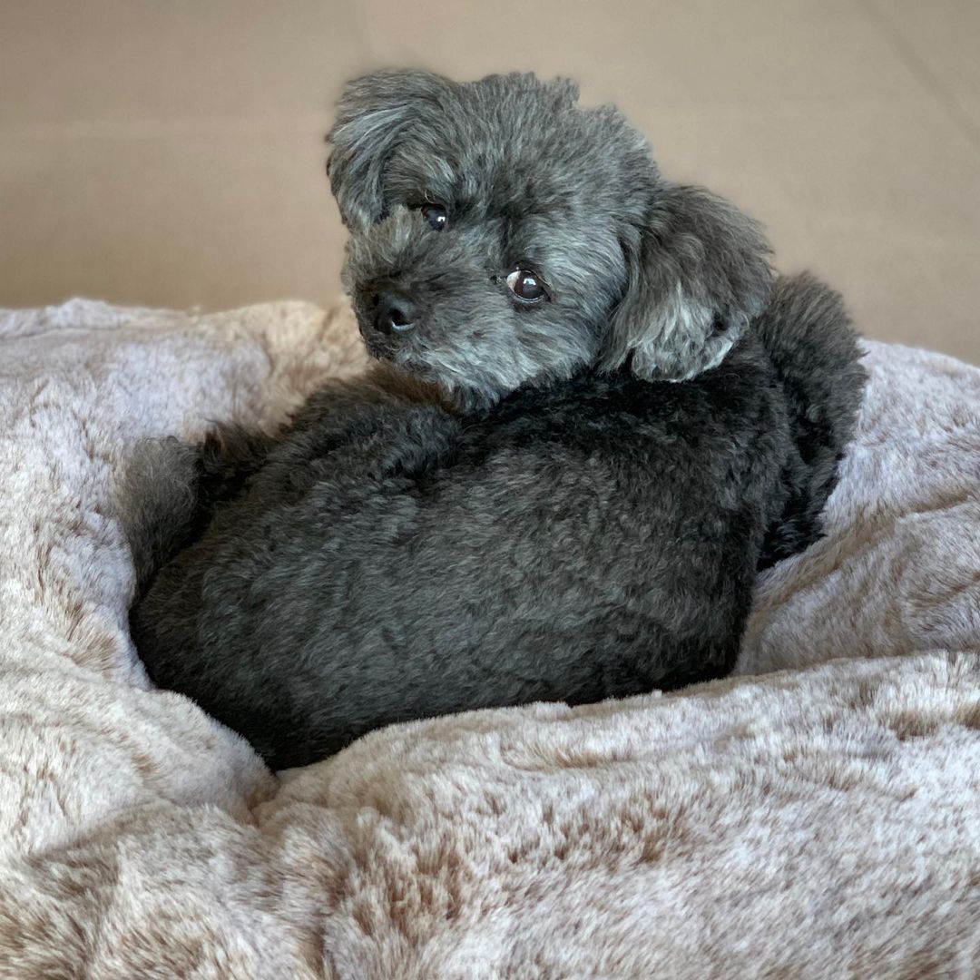 Cubierta Deluxe para Cama de Mascota Pequeña (Cappuccino)