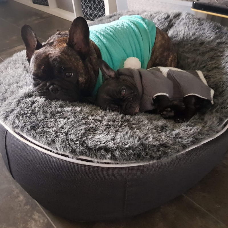 Conjunto de Cama Mediana para Perros (Original) y ThermoCool Mat S