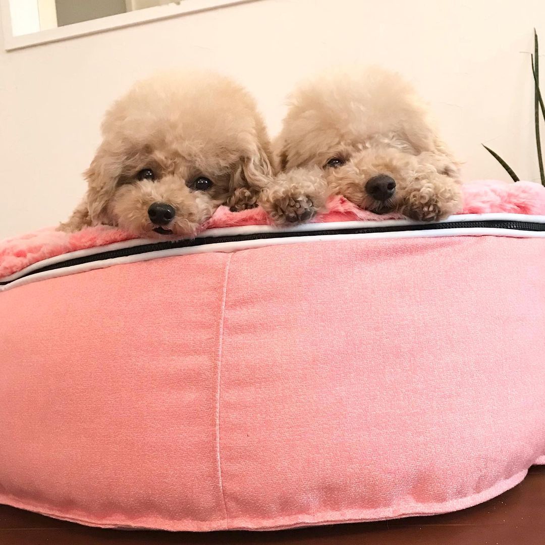 Cama Pequeña de Lujo para Perro (Pink Ltd. Edition)