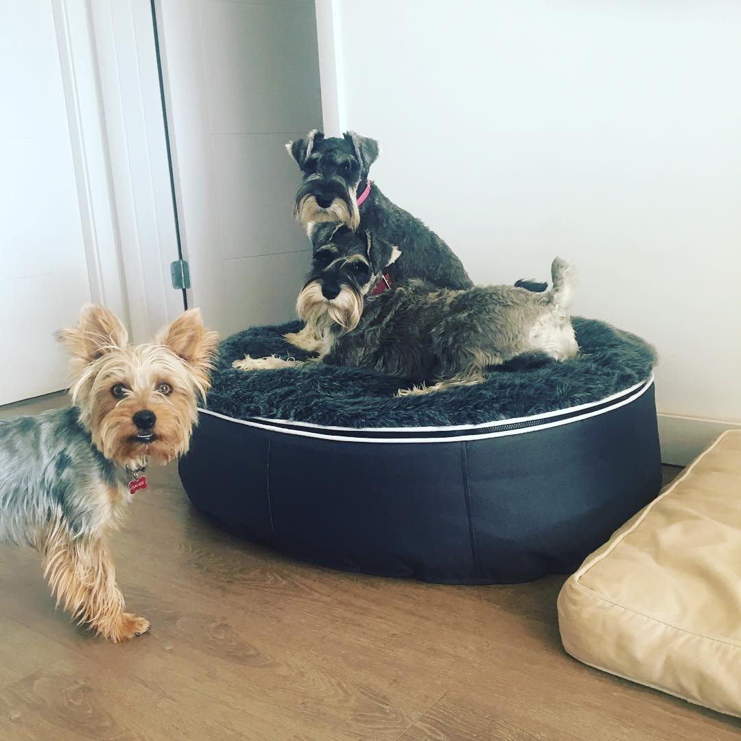 Cama Mediana de Lujo para Perro (Original)