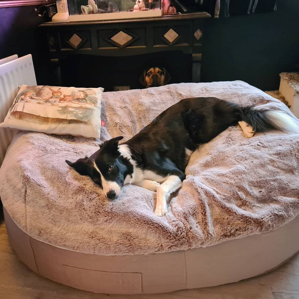Cama Extra Grande de Lujo para Perro (Cappuccino)