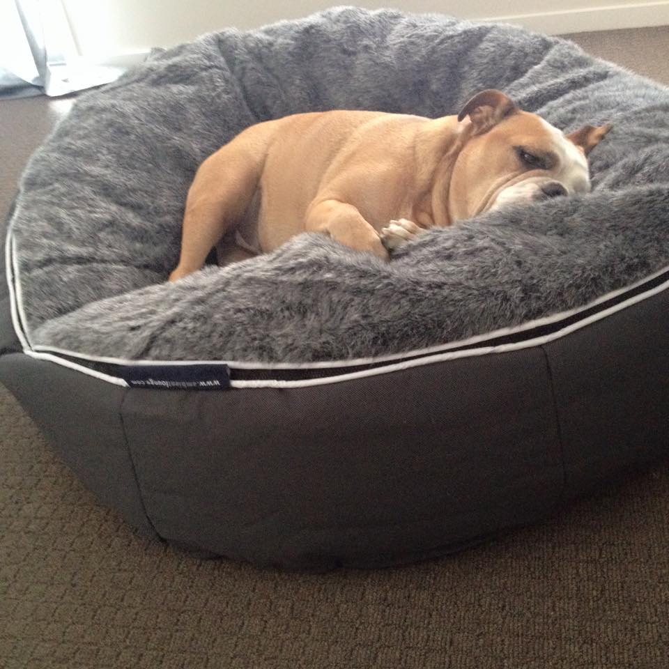 Cama Mediana de Lujo para Perro (Original)