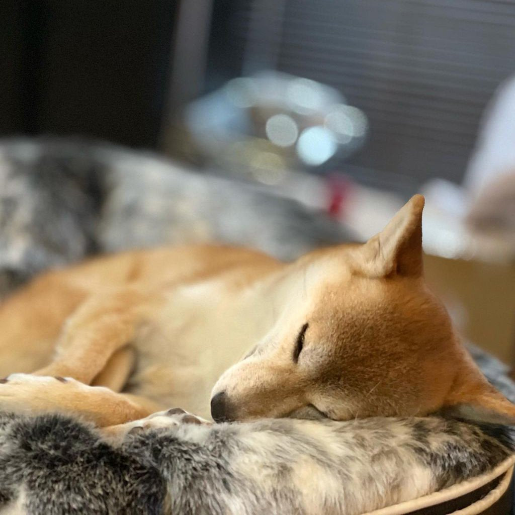 Cama Grande de Lujo para Perro (Wild Animal)