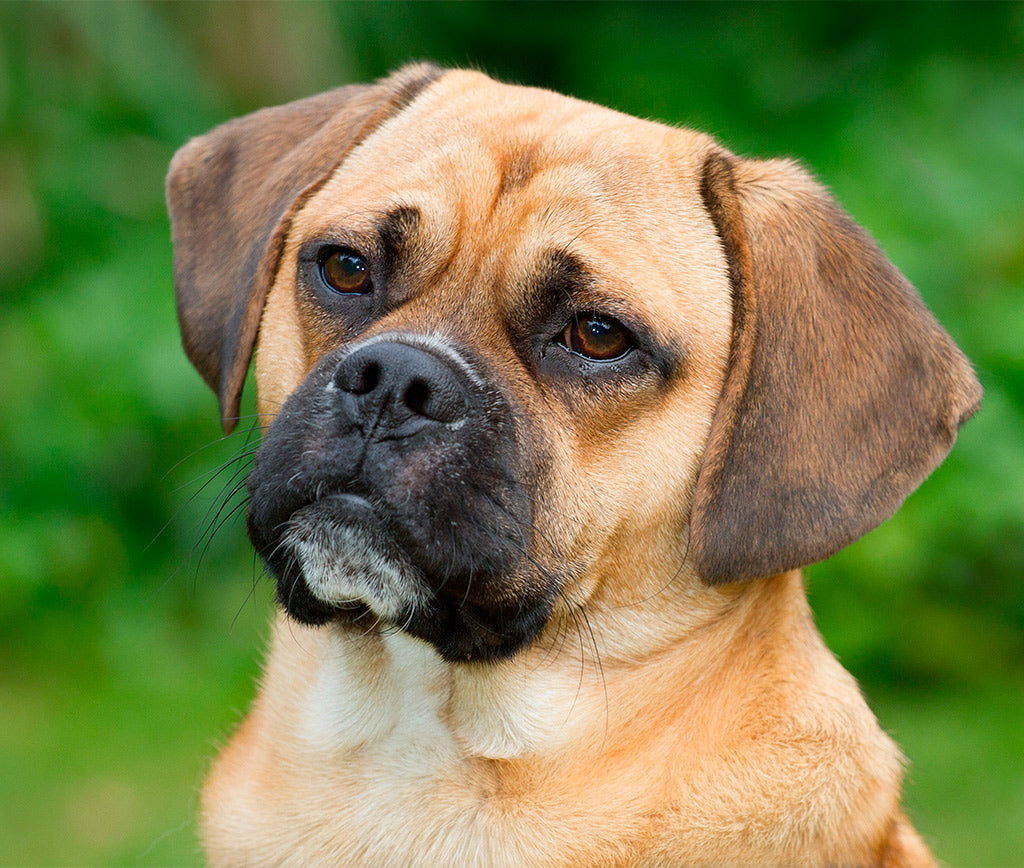 Tu Puggle Merece lo Mejor: Guía Completa de Cuidados